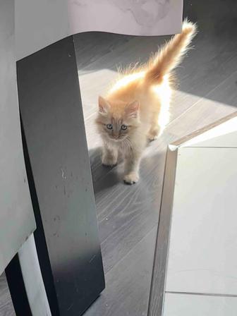 Отдам в ответственные руки и в любящую семью котенка