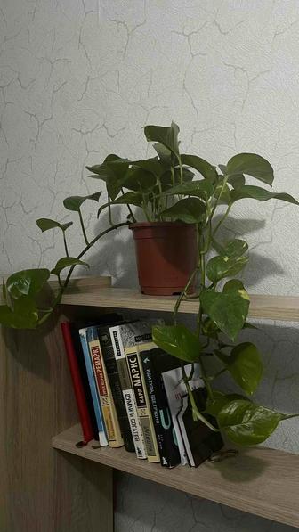 Цветы комнатные