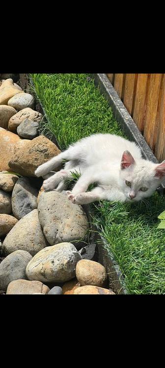 Прекрасный беленький котенок