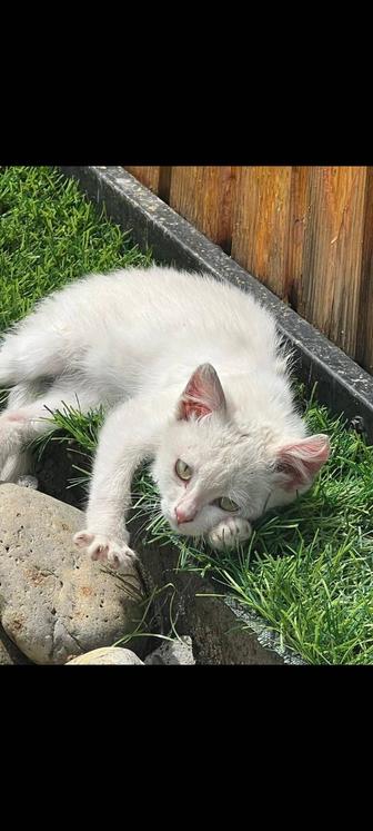 Прекрасный беленький котенок