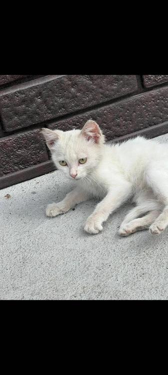 Прекрасный беленький котенок