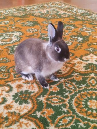 Продам декоративного кролика