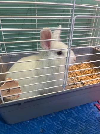 Декоративные кролики