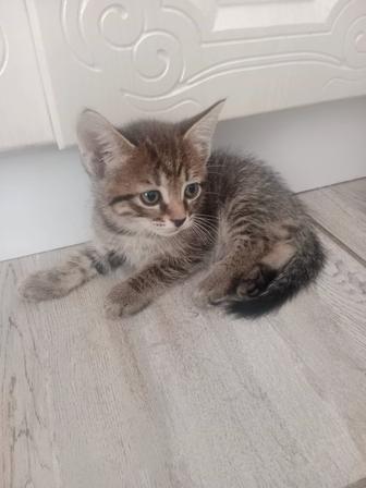Отдам маленьких котят