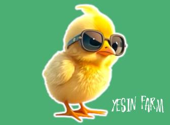 Инкубационные яйца бройлера арбор айкрес от опытного хозяйства