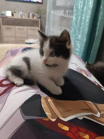 Отдам котят в хорошие руки