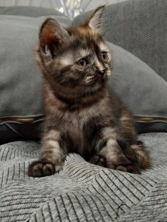 британские котята