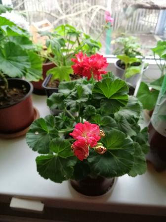 Продам укорененные черенки пеларгонии (герани) в Караганде