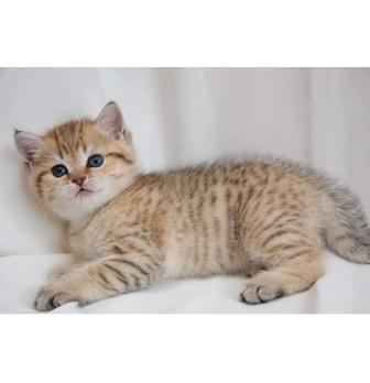 золотые котята породистые