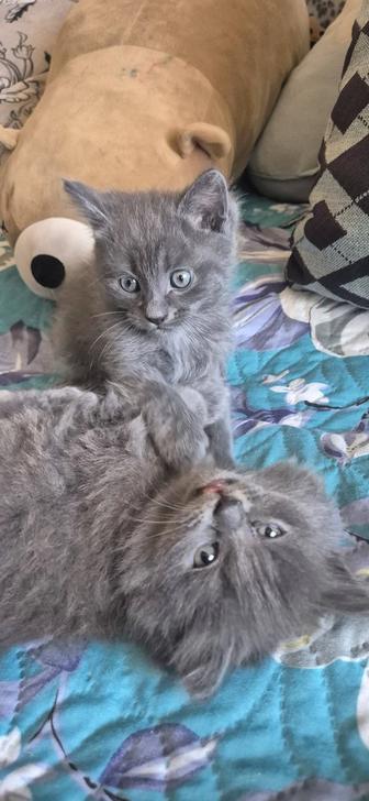 Милые пушистики ищут любящий дом