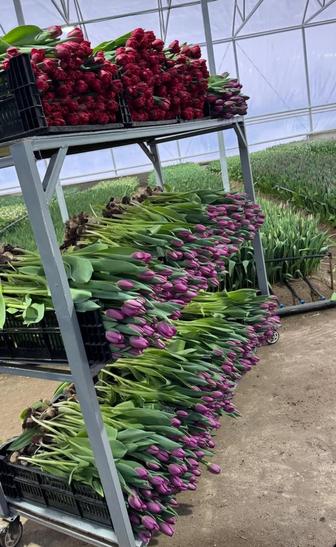 Тюльпан оптом из теплицы