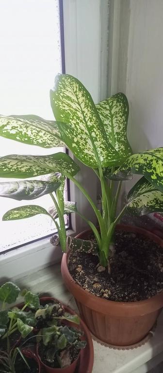 Продам комнатное растение диффенбахия 45 см
