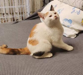 Отдам котенка бесплатно