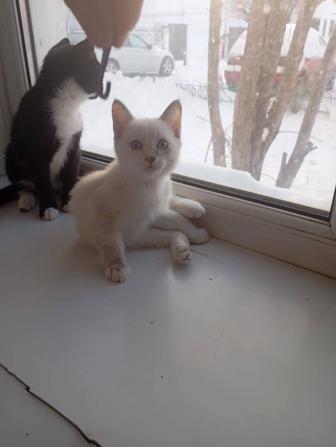 Отдам котят в добрые руки