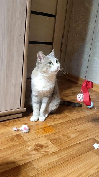 Кошечка ищет дом