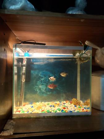 рыба 5штук Камень, фильтр, температура корм все комплекты