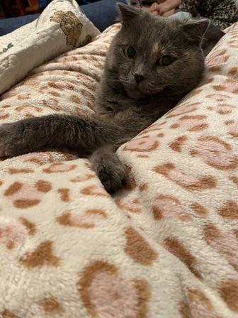 Кошка в добрые руки