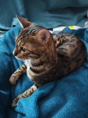 Бенгальский кот