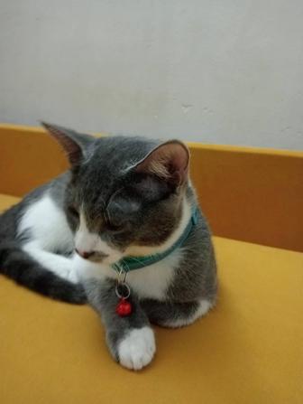 Кот ,британец короткошерстный