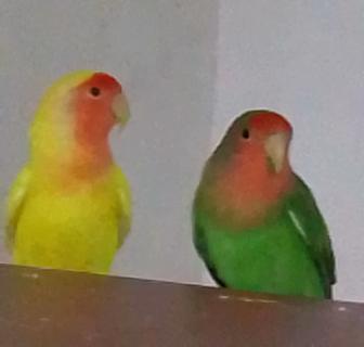 Неразлучники малыши розовощекие