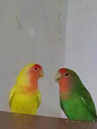 Неразлучники розовощекие