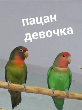 Неразлучники розовощекие