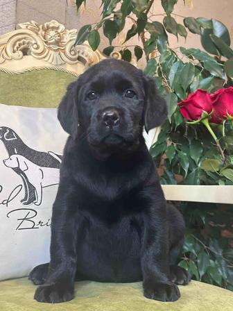 Щенки лабрадора, питомник, документы