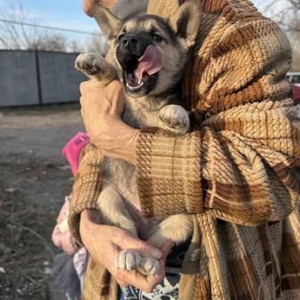 Щенок ищет дом