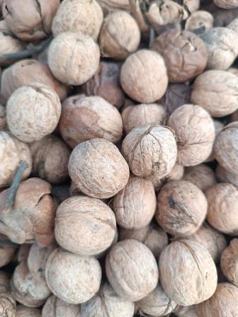 Продам грецкие орехи