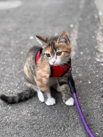 Отдам четырехмесячного котенка в заботливую семью