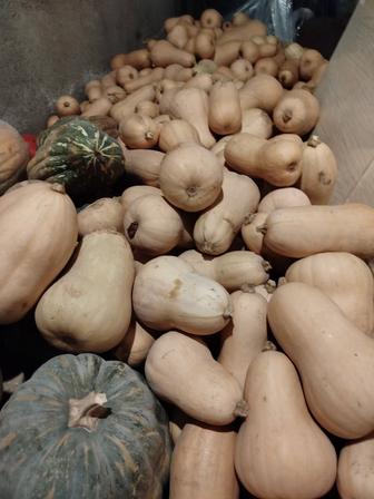 Продам тыкву Японка