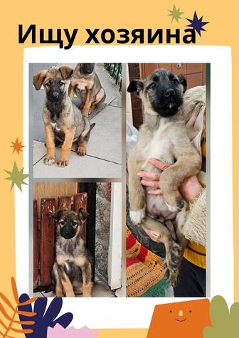 Классные дворянчики в поисках хозяина!