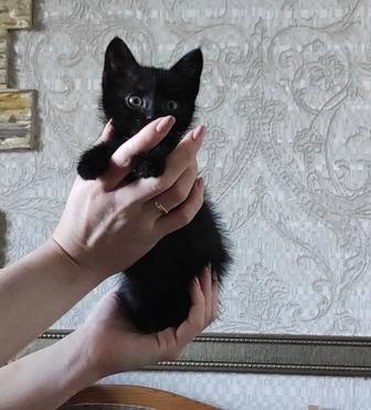 Отдам котенке заботливым родителям