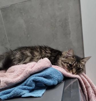 Отдам в добрые руки кошку