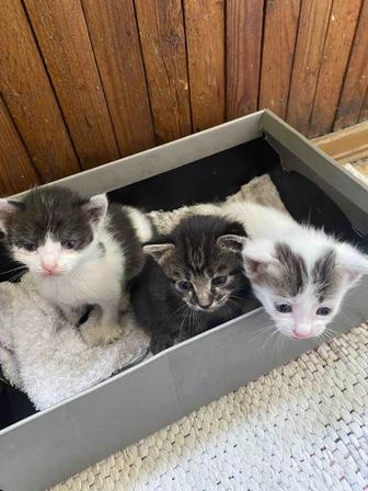 Отдам котят в хорошие руки