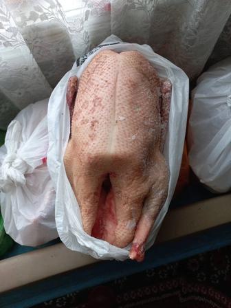 Продам куры,индюки,гуси домашние