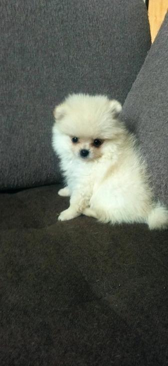 Щенки цверг шпица