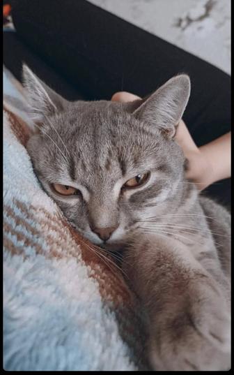 Отдам кота