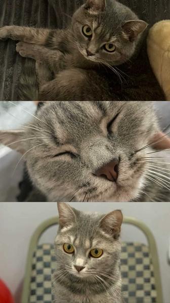 Ищем новый дом для нашей кошки