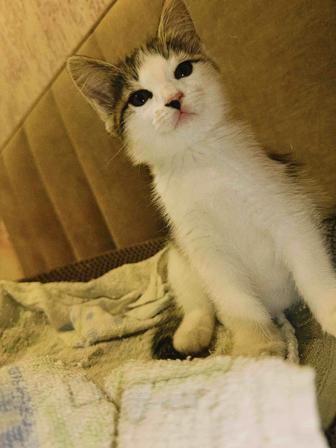 Отдам кошку приученную