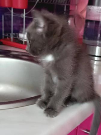 НАОМИ имя, котенок 1,5 мес.