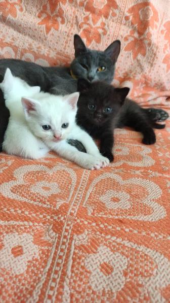 Котенок