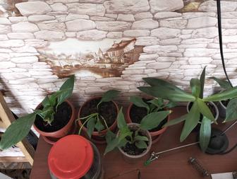 Продаем домашние цветы