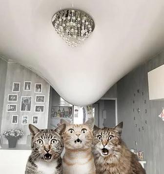 Натяжные потолки, ремонт натяжных потолков, слив воды