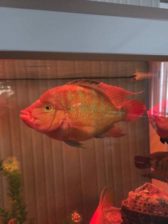 Аквариумные рыбки