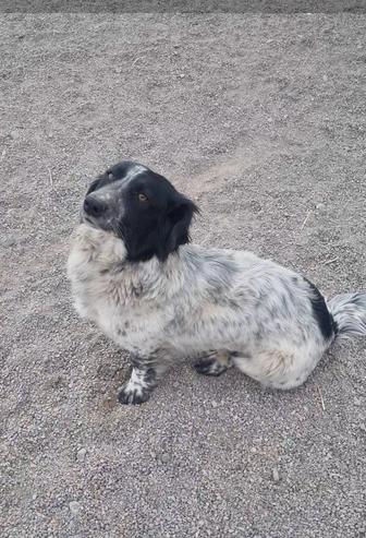 Чара ищет дом. Доставлю!