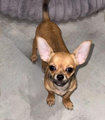 Продаю двух Чихуахуа