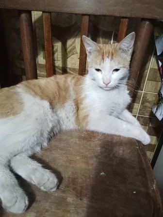 Отдам кошку в хорошие руки в связи с переездом