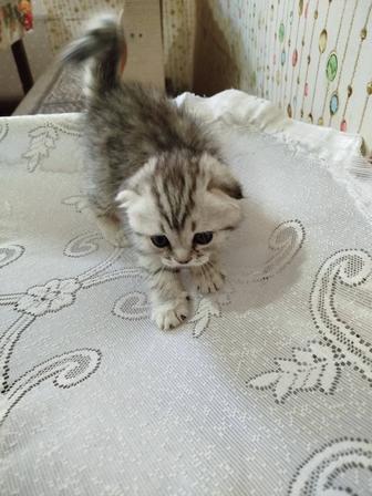 Котята шатланские вислоухие