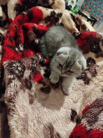 Котята шатланские вислоухие